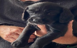 Cocker Spaniel dogs for sale: Cocker spaniel puppies for sale  - Image 2