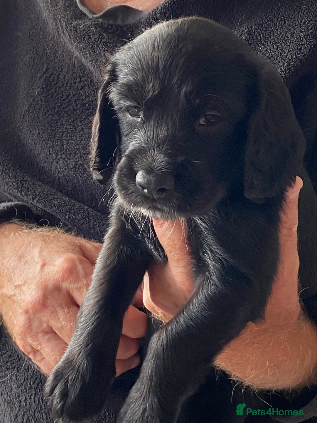 Cocker Spaniel dogs for sale: Cocker spaniel puppies for sale  - Image 2