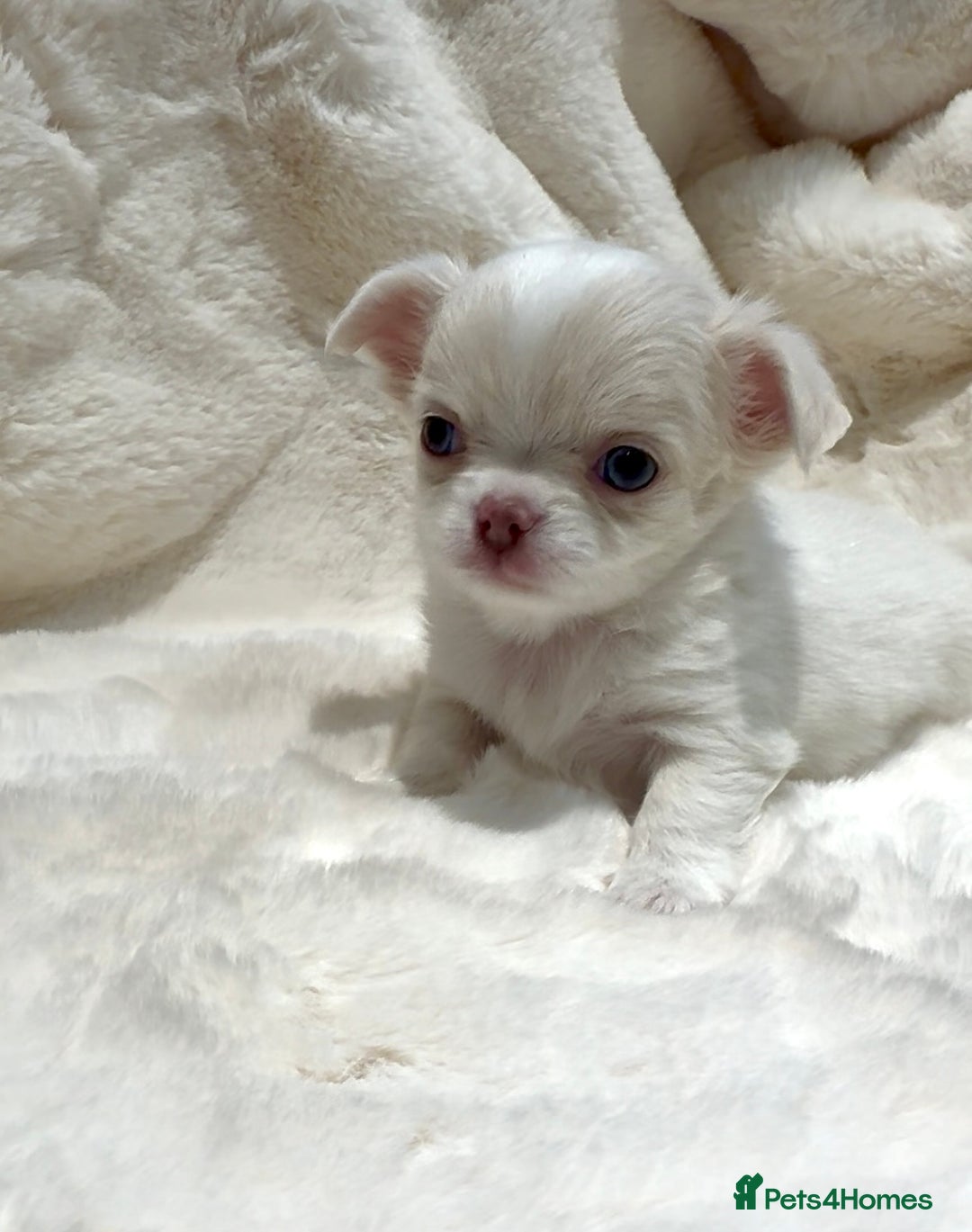 Chihuahua dogs for sale: QUALITY LONG COAT KC CHIHUAHUA PUPPIES  - Advert 12