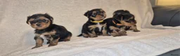 Yorkshire Terrier dogs for sale: 4 Stunning Miniature Yorkshire Terrier Puppiess - Advert 4