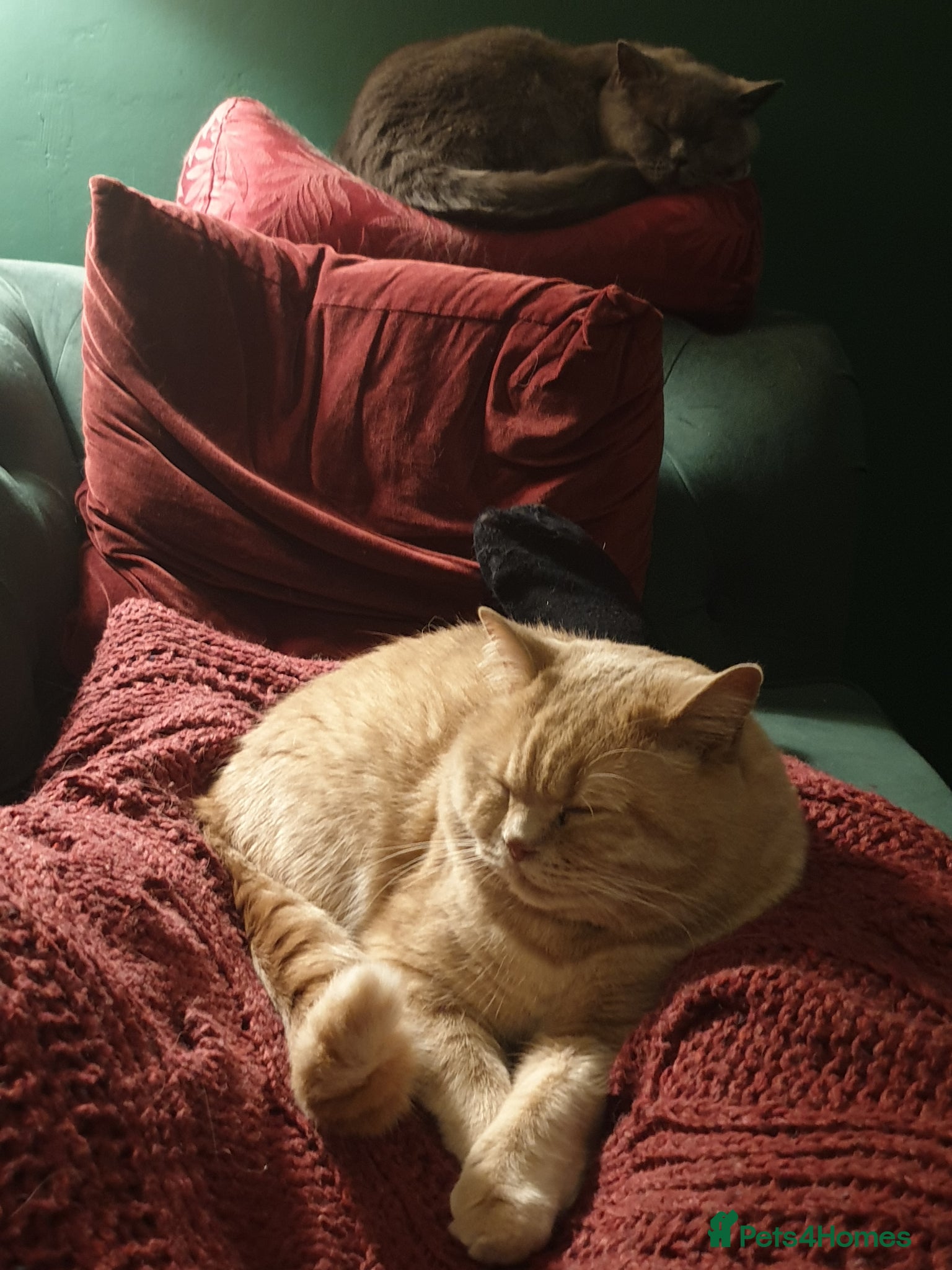 British Shorthair cats for sale: Adorable Cream British Shorthair Lad - Advert 2