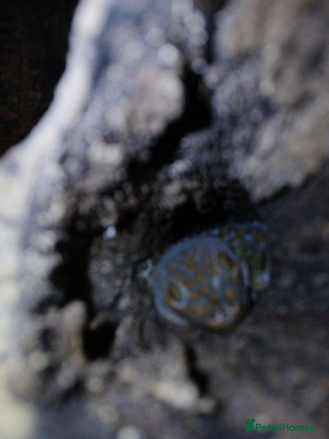 Gecko reptiles for sale: 1.1 Breeding Pair of Tokay Geckos w full set up. - Image 6