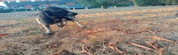 Mixed Breed dogs for sale: KC Basset Hound x KC German Shorthaired Pointer  - Advert 38