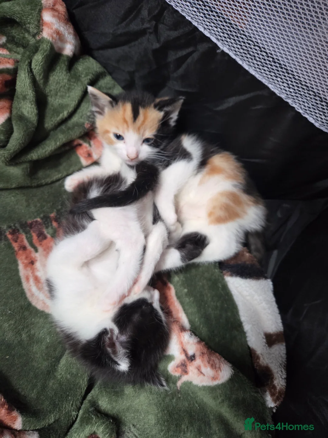 Mixed Breed cats for sale: Female calico kitten in Hitchin - Advert 6