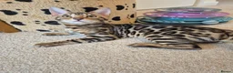 Bengal cats for sale: Stunning Pedigree Bengal Kittens - Advert 18
