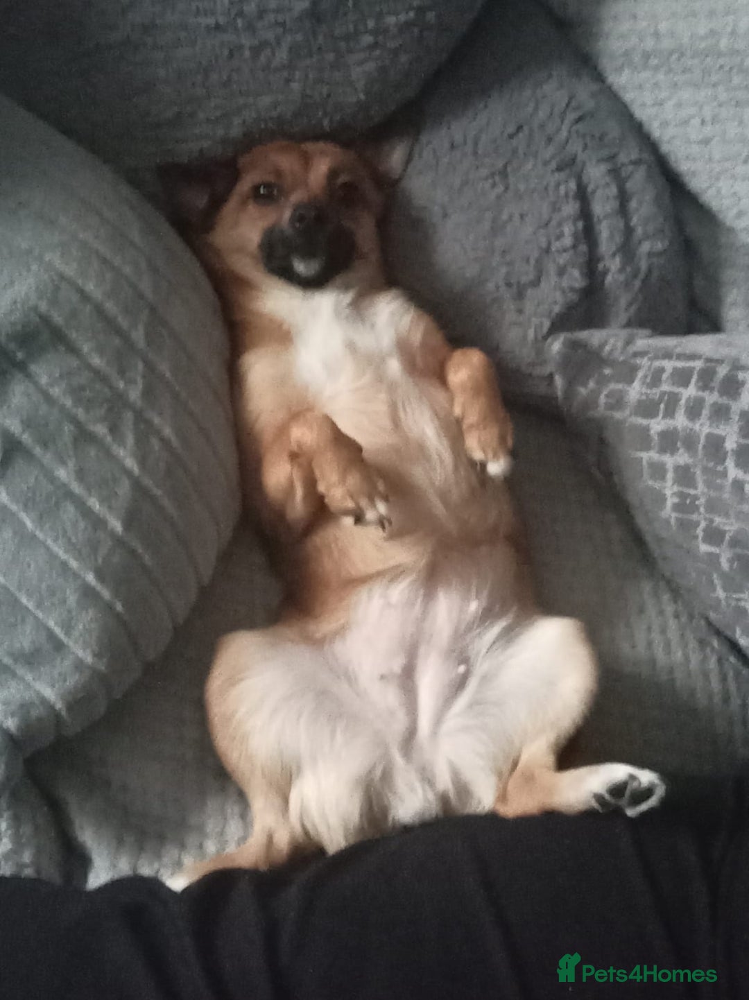 Mixed Breed dogs for sale: Bella  - Advert 3
