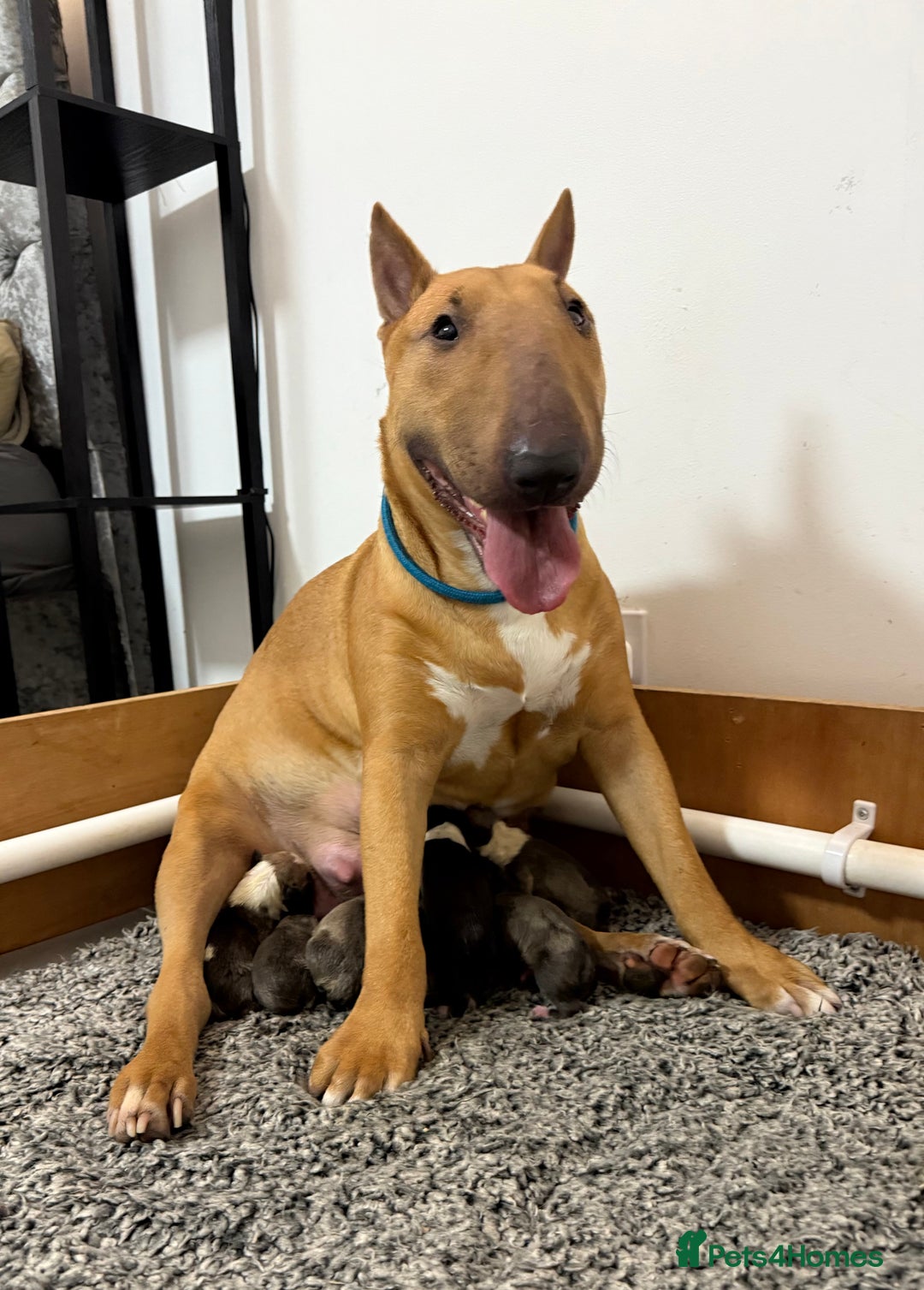 English Bull Terrier dogs for sale: KS-registered English Bull Terrier Puppies  - Advert 1