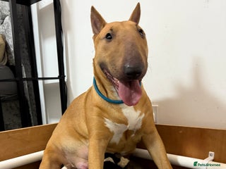 English Bull Terrier dogs KS-registered English Bull Terrier Puppies - Advert 10