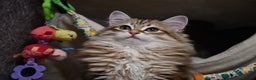 Siberian cats for sale: Siberian From Tunguska House Cattery - Advert 17