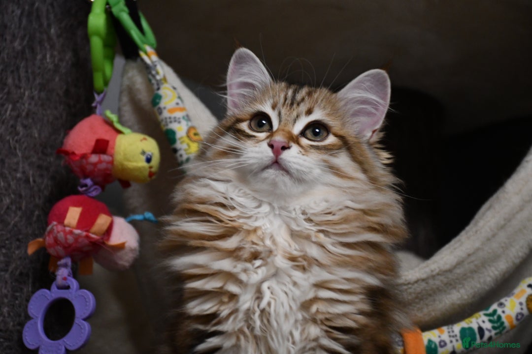 Siberian cats for sale: Siberian From Tunguska House Cattery - Advert 17