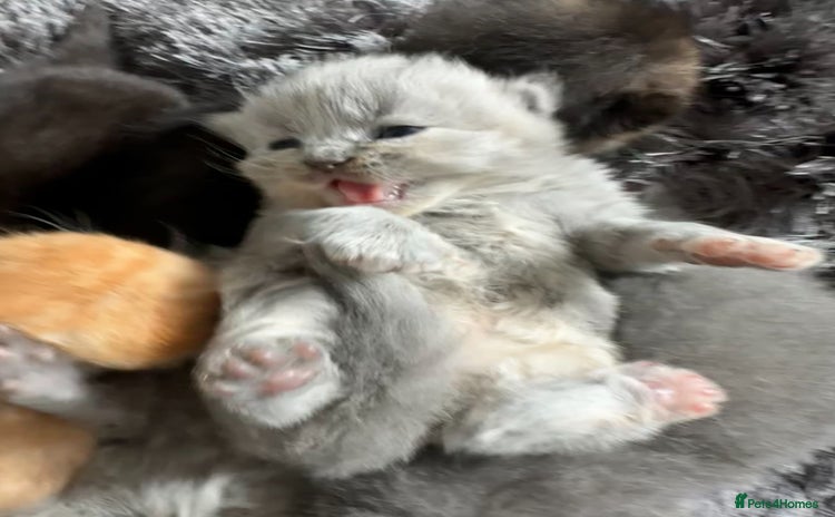 British Shorthair cats - Advert 1