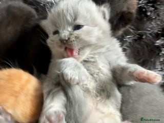 British Shorthair cats Gccf registered British Shorthairs and Longhairs - Advert 1