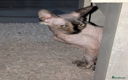 Mixed Breed cats for sale: Spynx X maincoon  - Image 1