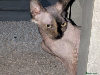 Mixed Breed cats - Advert 7