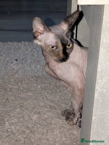 Mixed Breed cats - Advert 9