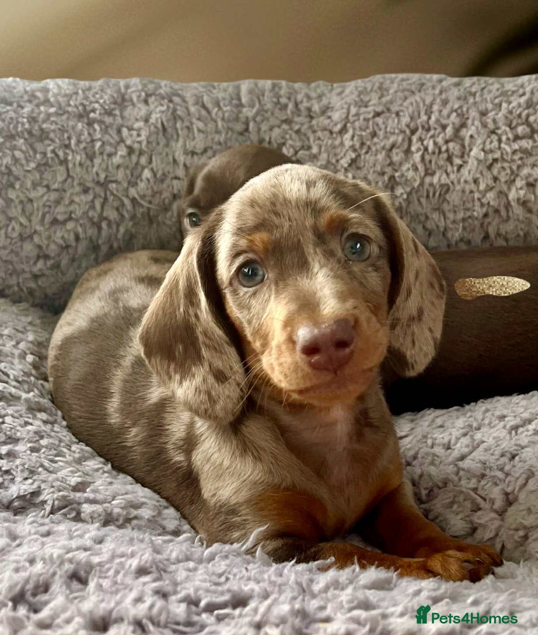 Dachshund dogs for sale: Miniature Dachshund puppies  - Advert 1