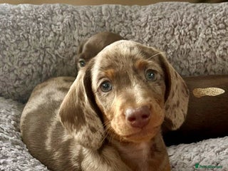 Dachshund dogs Miniature Dachshund puppies - Advert 5