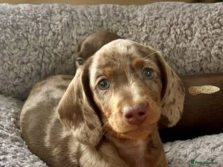 Dachshund dogs Miniature Dachshund puppies - Advert 2