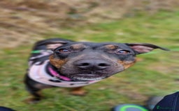 Mixed Breed dogs for sale: Callie- Staffy Mix  - Image 3