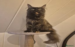 Maine Coon cats for sale: Pedigree Maine Coon girl looking for new home - Image 2