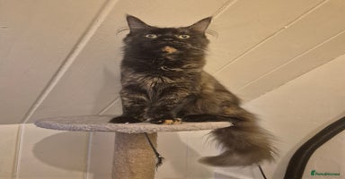 Maine Coon cats - Advert 8