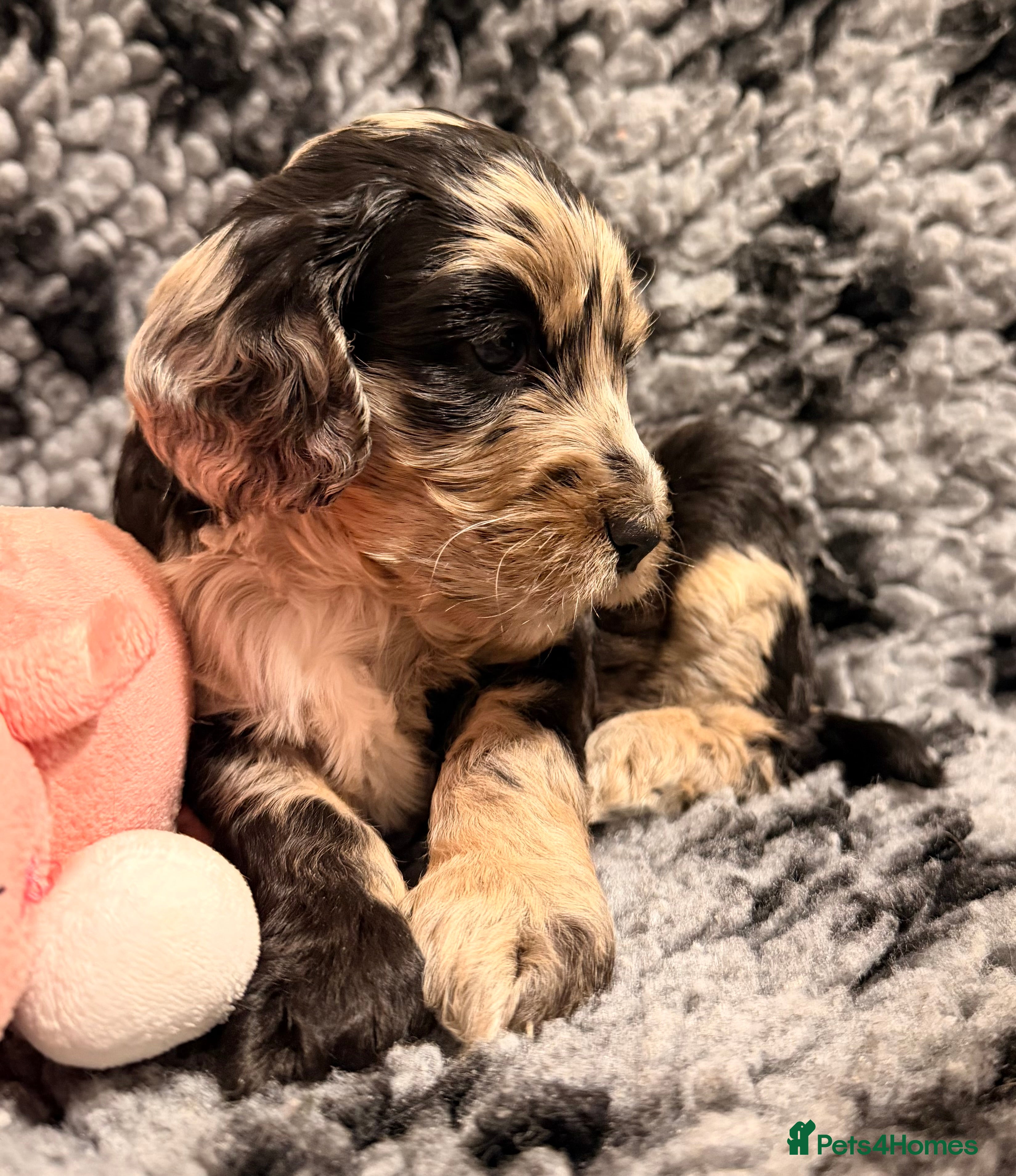 Cockapoo dogs F1 Cockapoo Puppies - Advert 1