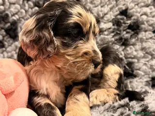 Cockapoo dogs F1 Cockapoo Puppies - Advert 1