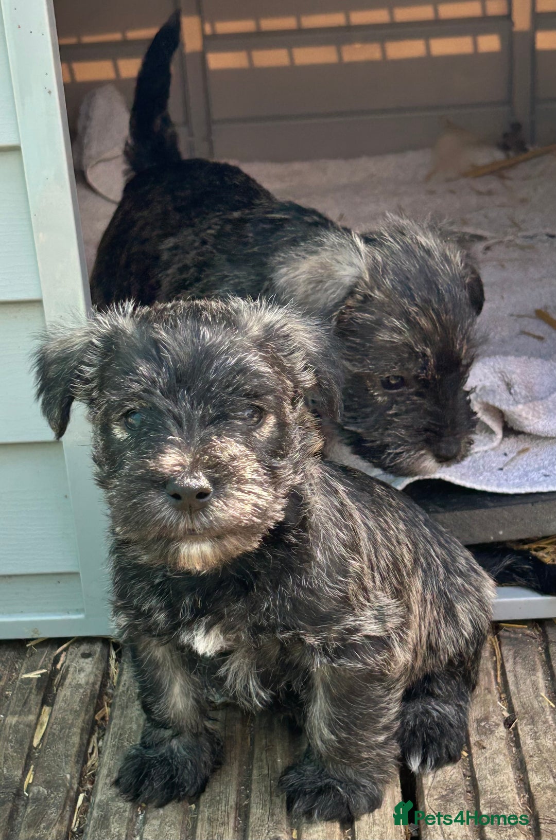 Mixed Breed dogs for sale: Stunning Wowzer pups  - Image 5