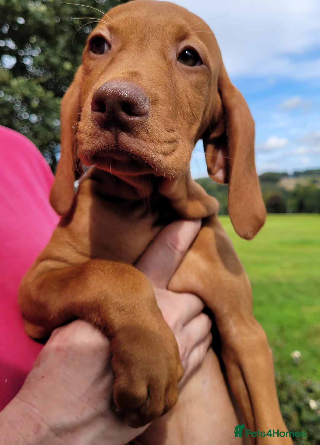 Hungarian Vizsla dogs for sale: Exceptional Vizsla Puppies - 5* Licenced Breeder  - Image 16