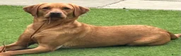 Labrador Retriever dogs for sale: KC registered Fox red labradors in Peterborough - Advert 18