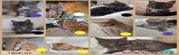 Maine Coon cats for sale: 🤍🐈‍⬛GORGEOUS 14 WEEK OLD MAINE COON KITTEN🐈‍⬛🤍 - Advert 17