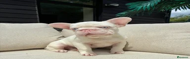 French Bulldog 2