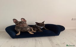 French Bulldog dogs for sale: Male and female french bull dogs  - Advert 11