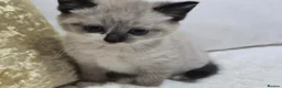 Domestic Shorthair cats for sale: Beautiful Litter of 8 Kittens –5 Females & 3 Males - Advert 19