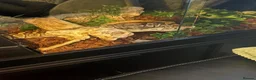 Python Snake reptiles for sale: Royal python  - Advert 3