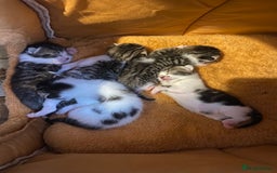 Mixed Breed cats for sale: Beautiful white tabby kittens. - Image 6