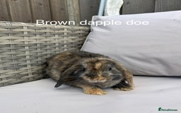 Mini Lop rabbits for sale: Beautiful baby mini lop rabbits  - Image 3