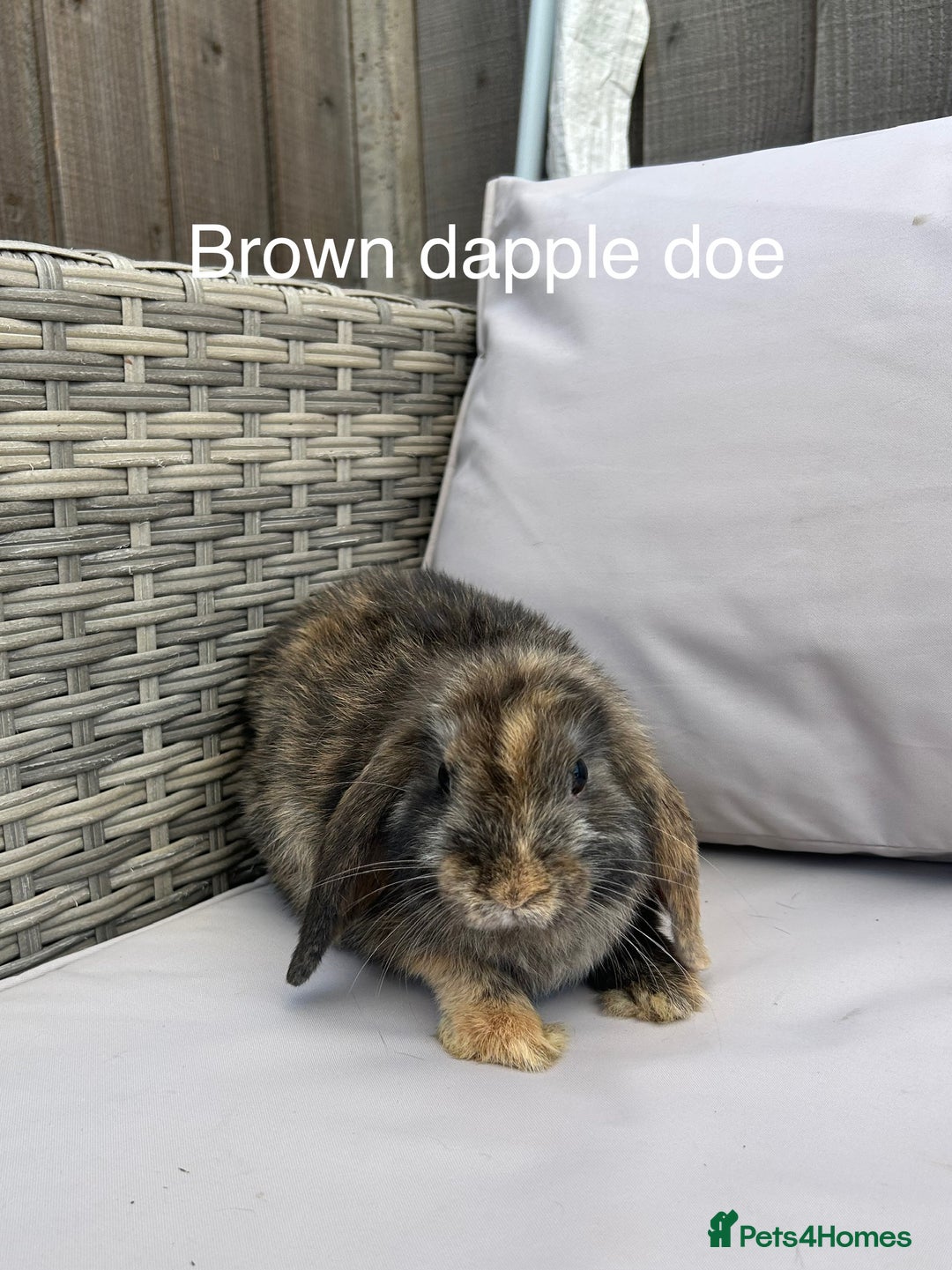 Mini Lop rabbits for sale: Beautiful baby mini lop rabbits  - Image 3