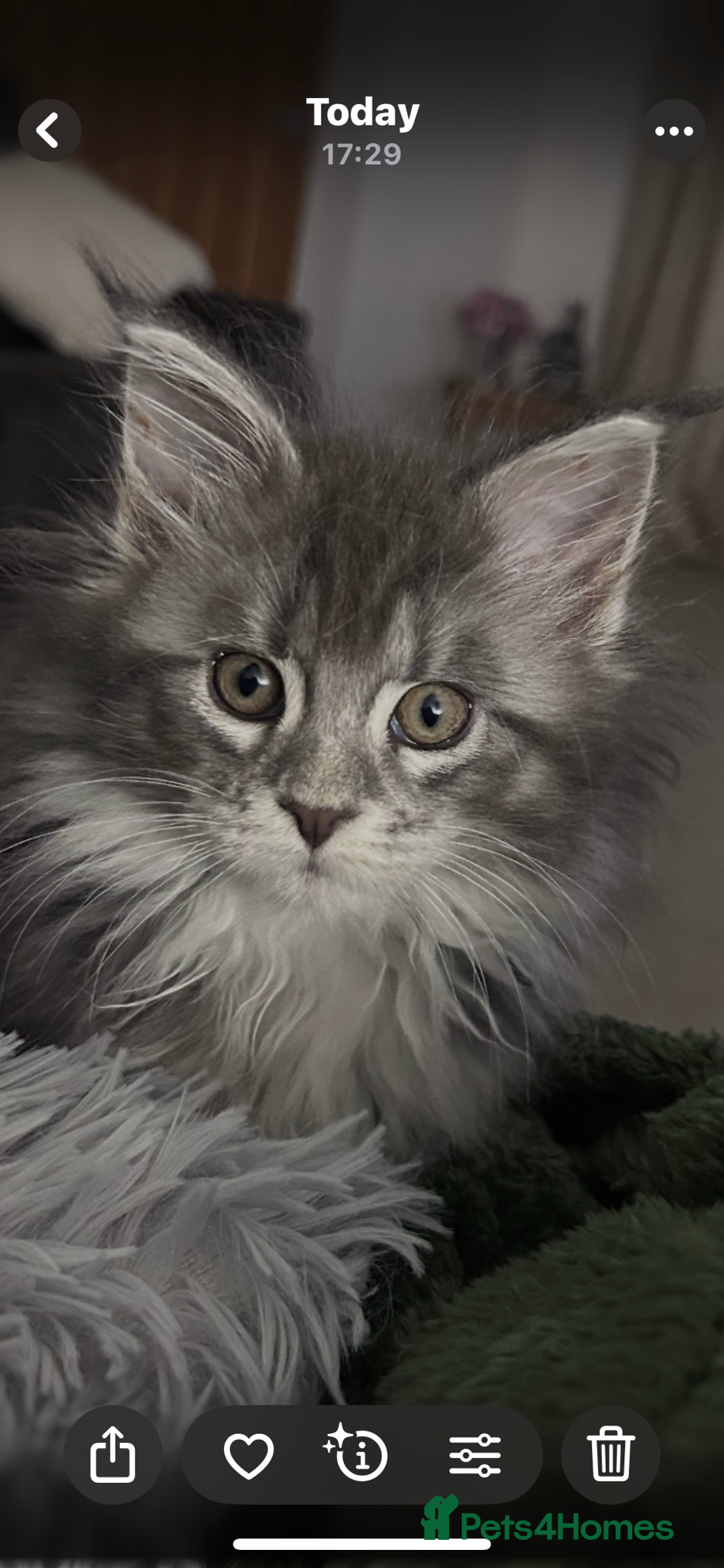 Maine Coon cats for sale: Maincoone kittens - Advert 3