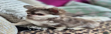 Chihuahua 2