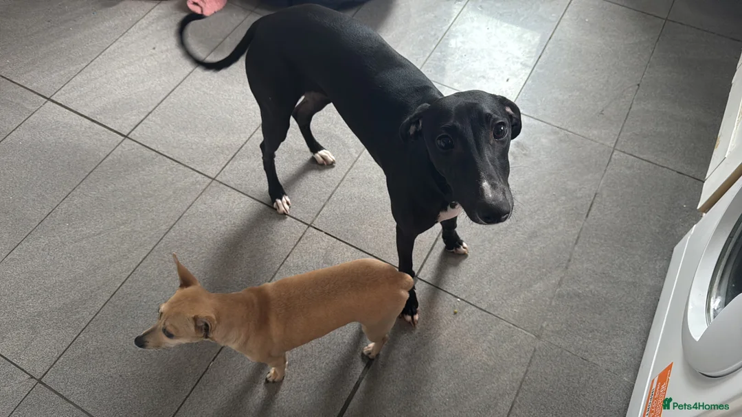 Mixed Breed dogs for sale: Beautiful whippet cross collie girl 1 year old  - Advert 1
