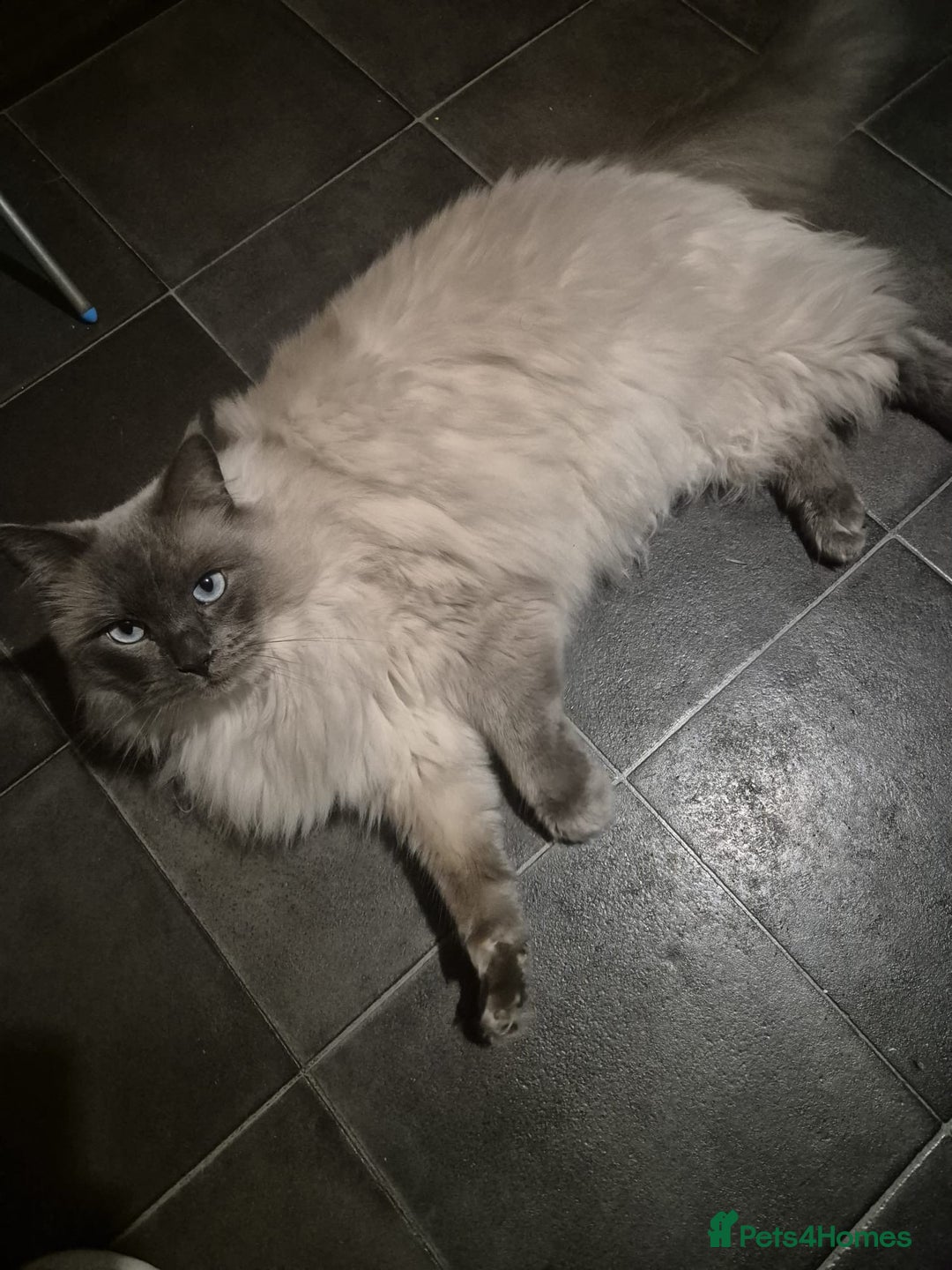 Ragdoll cats for sale: 3-year-old male Ragdoll/Lynx  born 28 April 2022 - Advert 3