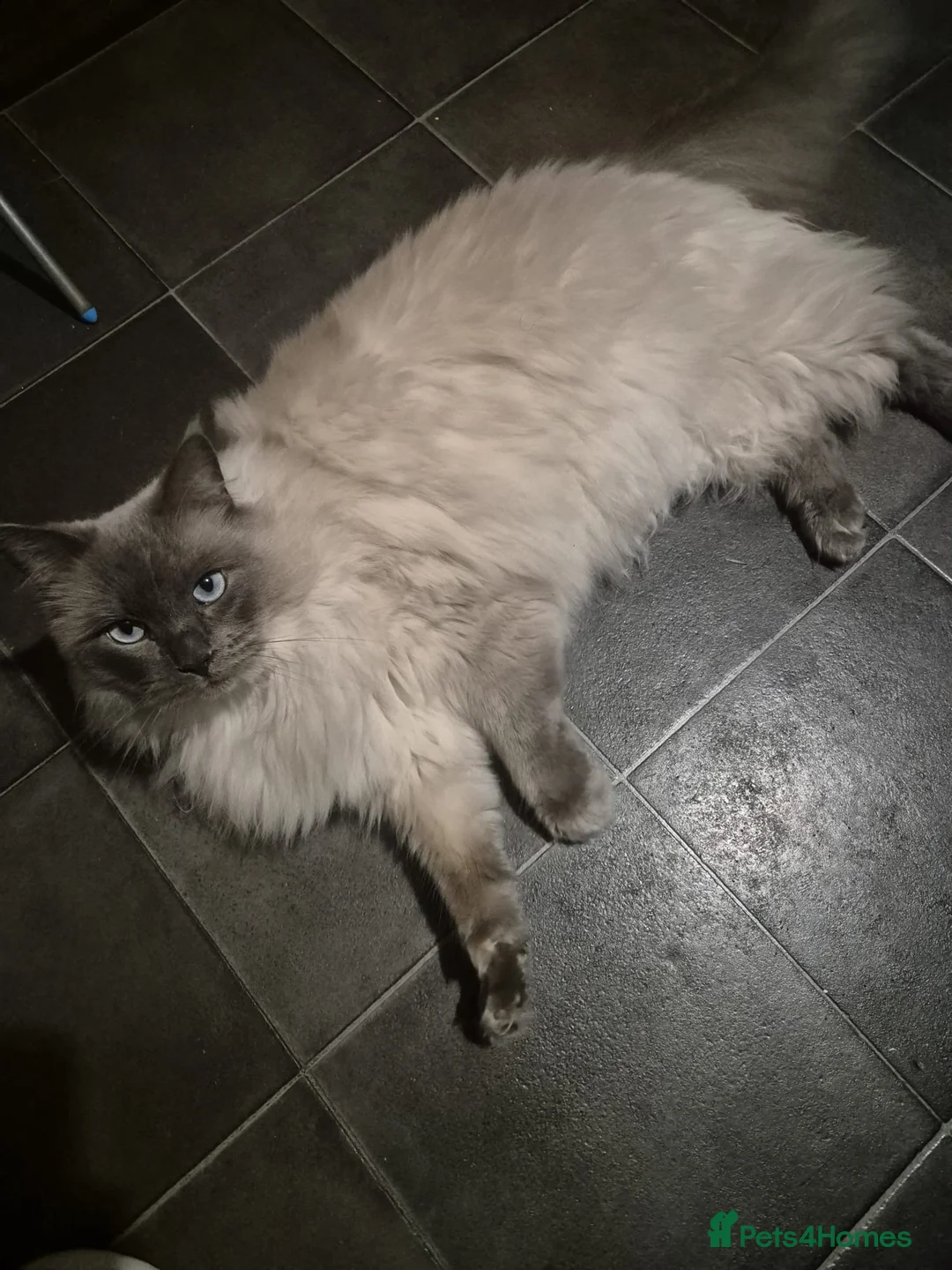 Ragdoll cats for sale: 3-year-old male Ragdoll/Lynx  born 28 April 2022 - Advert 3