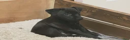 Patterdale Terrier dogs for sale: Patterdale Puppies - 5 Beautiful Bitches - Advert 23