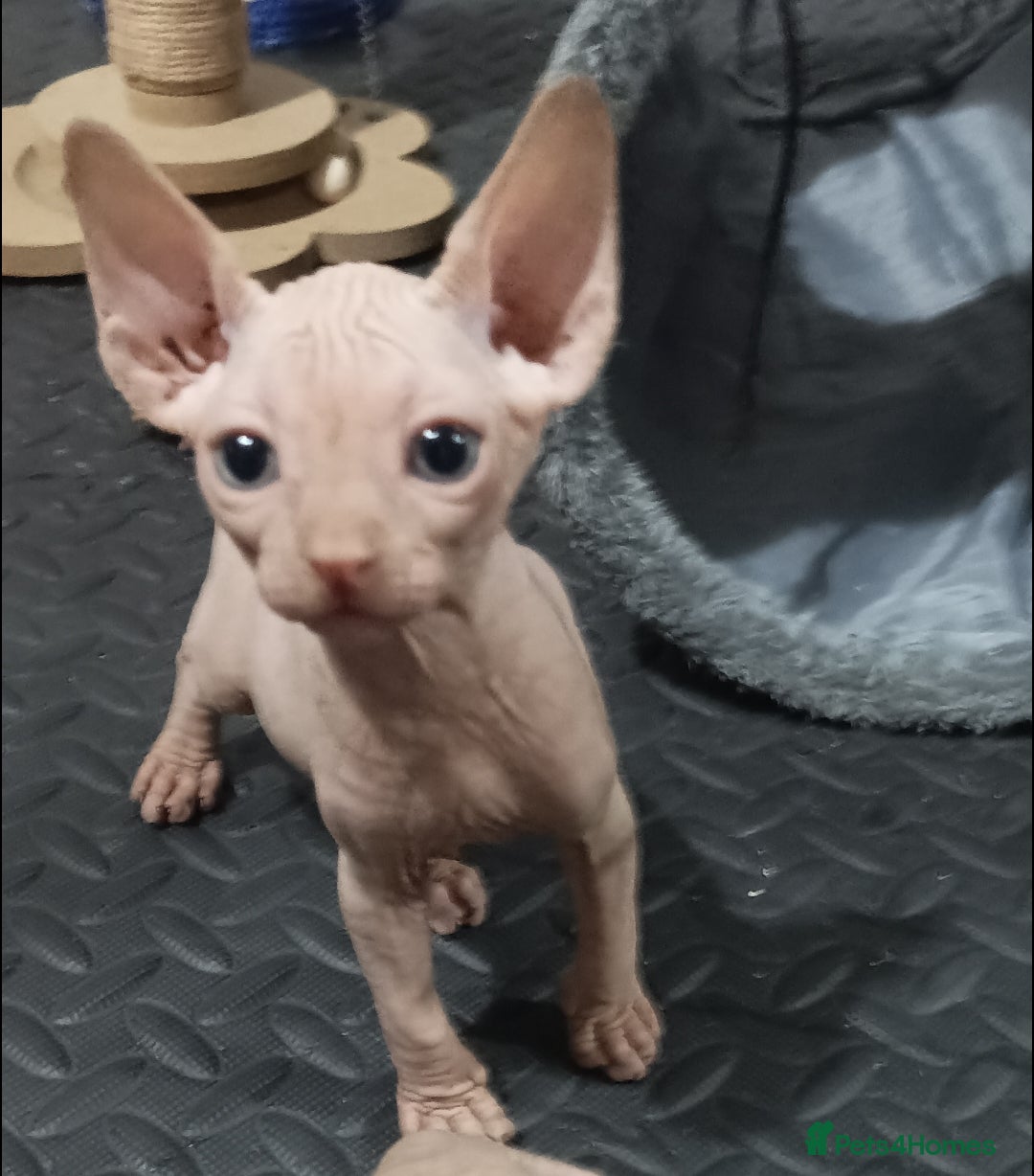 Sphynx cats ADORABLE PEDIGREE MALE SPHYNX KITTENS  - Advert 1