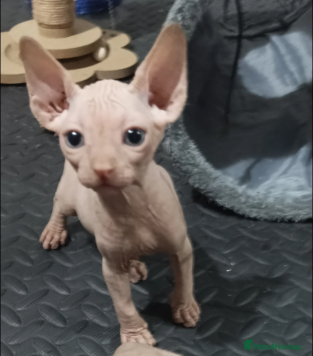 Sphynx cats for sale: ADORABLE PEDIGREE MALE SPHYNX KITTENS  - Advert 1