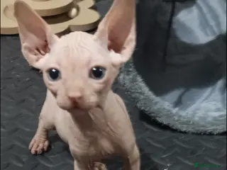 Sphynx cats ADORABLE PEDIGREE MALE SPHYNX KITTENS - Advert 1
