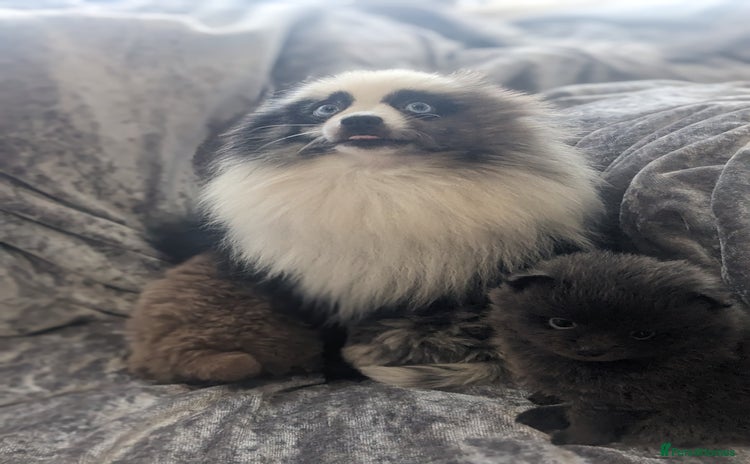 Pomeranian dogs - Advert 1