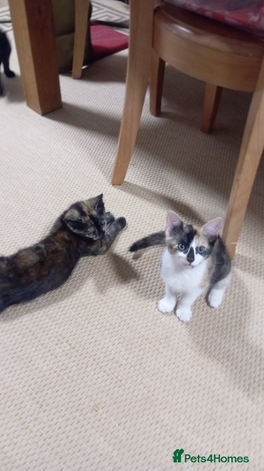 British Shorthair cats for sale: Cute kittens are ready. - Image 4