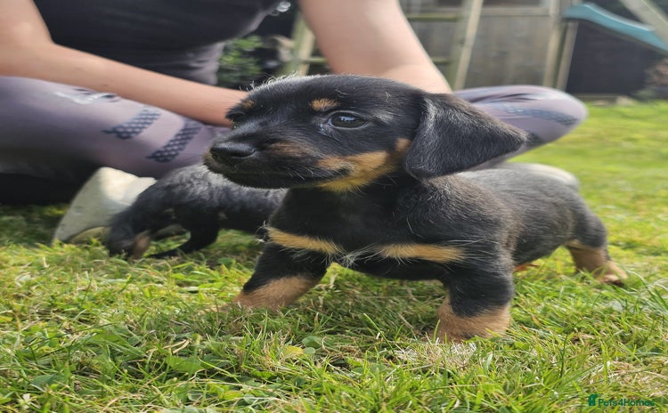 Mixed Breed dogs - Advert 16